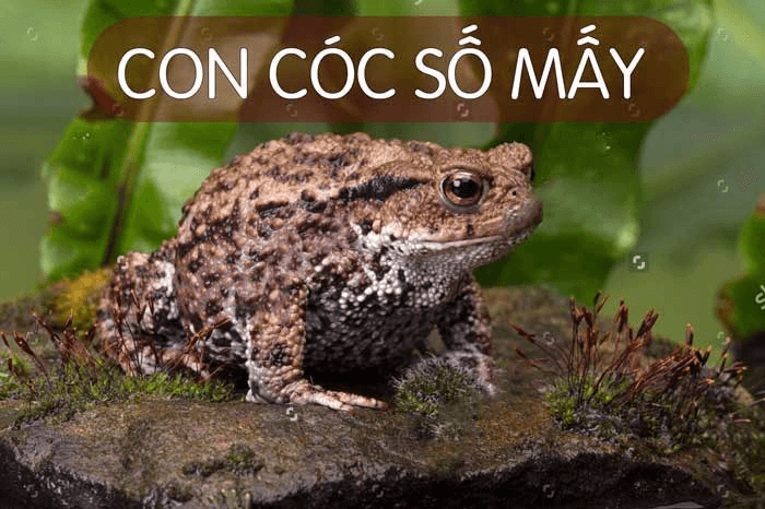 Giải mã chi tiết từng giấc mơ thấy con cóc phổ biến