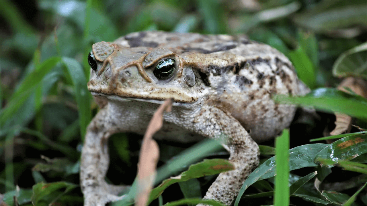 Mơ thấy con cóc đánh con gì trong lô đề?