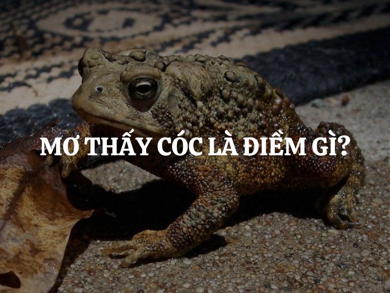 Ý nghĩa của biểu tượng con cóc trong giấc mơ là gì?