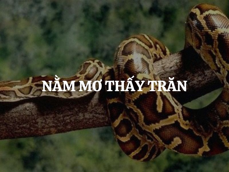 Giải mã ý nghĩa & gợi ý con số may mắn mơ thấy trăn